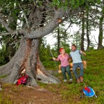 Zirbenzauber im Gasteinertal